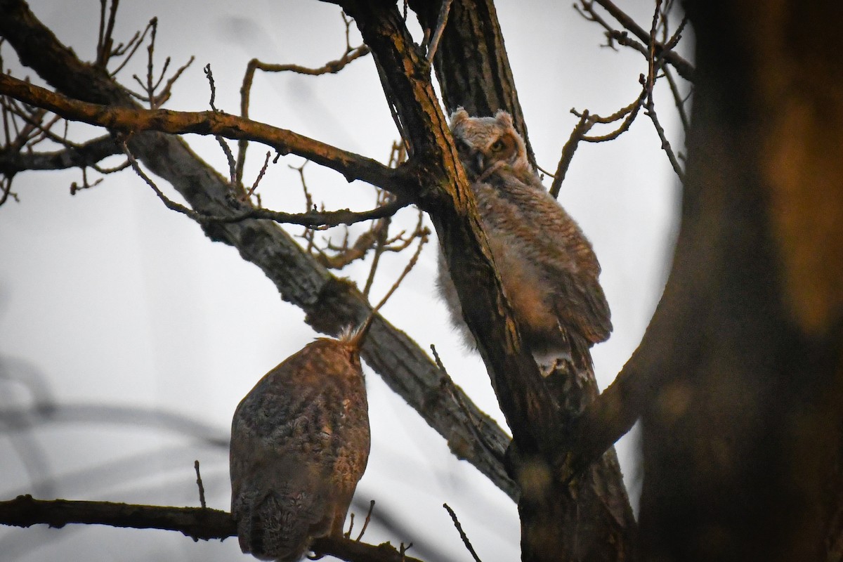 Great Horned Owl - ML633757459