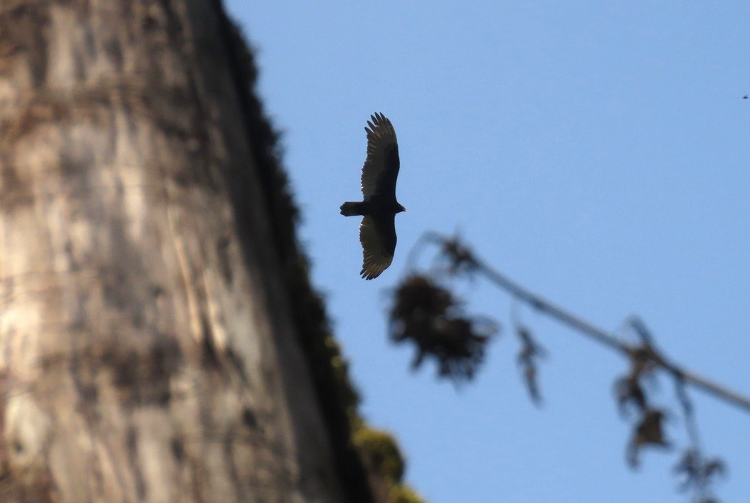 Turkey Vulture - ML633757462
