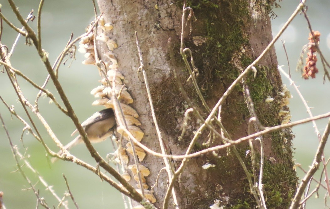 Black-capped Chickadee - ML633757475