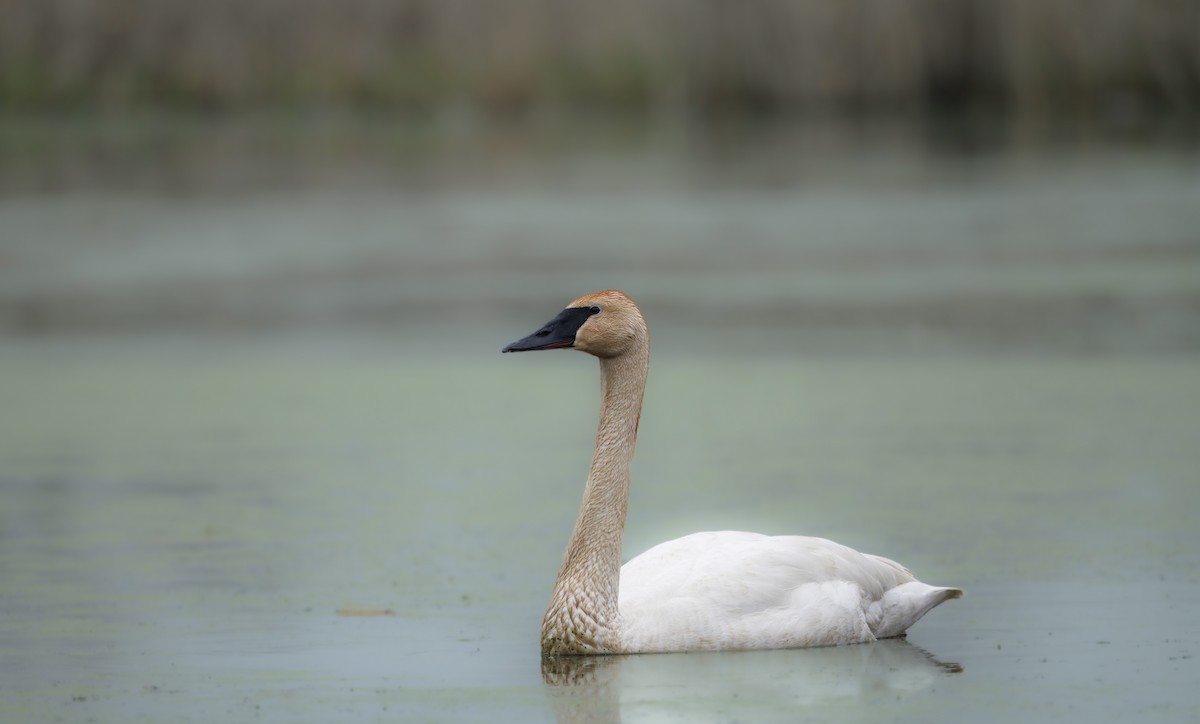 Trumpeter Swan - Matt Mason