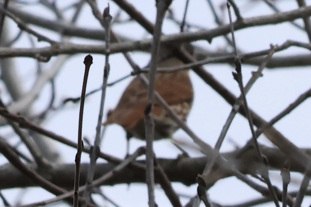 Fox Sparrow - ML633757754