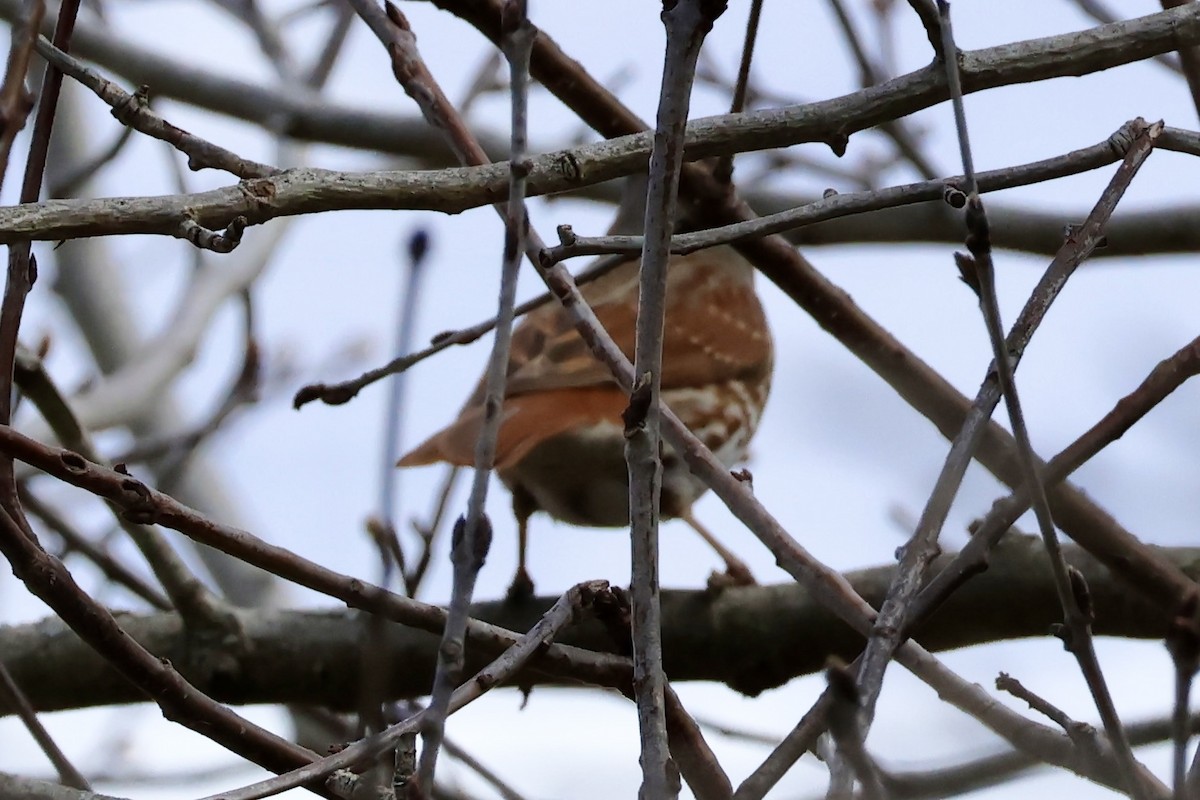 Fox Sparrow - ML633757755