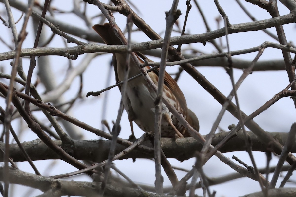 Fox Sparrow - ML633757756