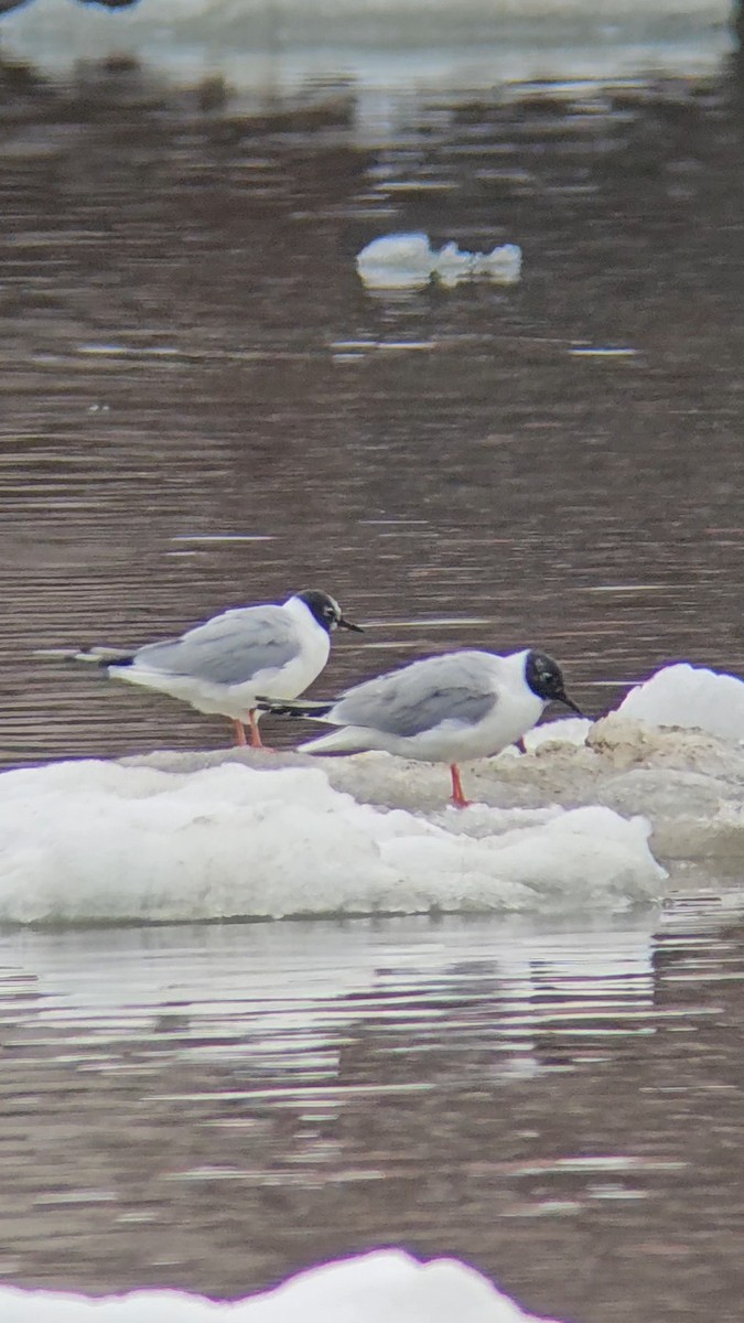 Bonaparte's Gull - ML633757854