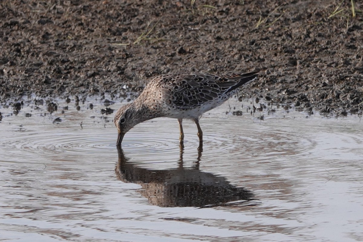Short-billed Dowitcher - June McDaniels