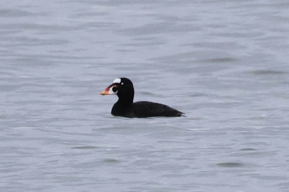 Surf Scoter - ML633758053