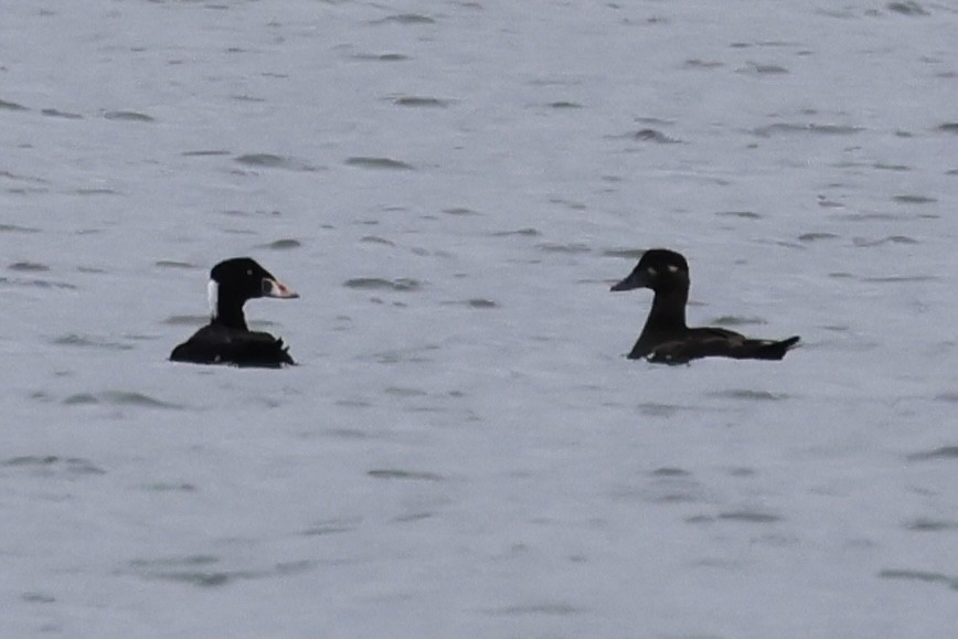 Surf Scoter - ML633758054