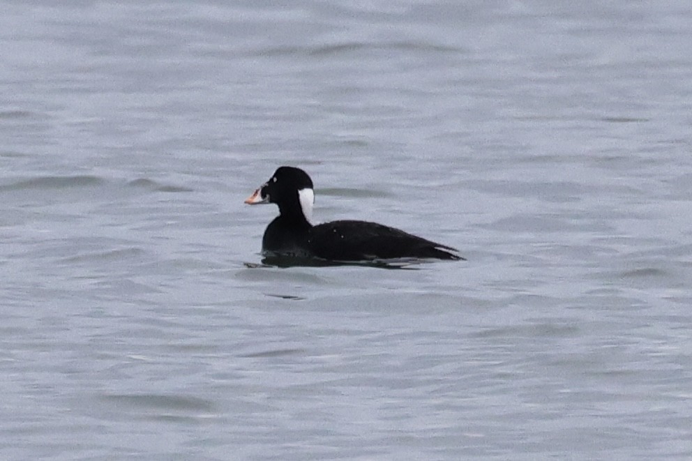 Surf Scoter - ML633758055