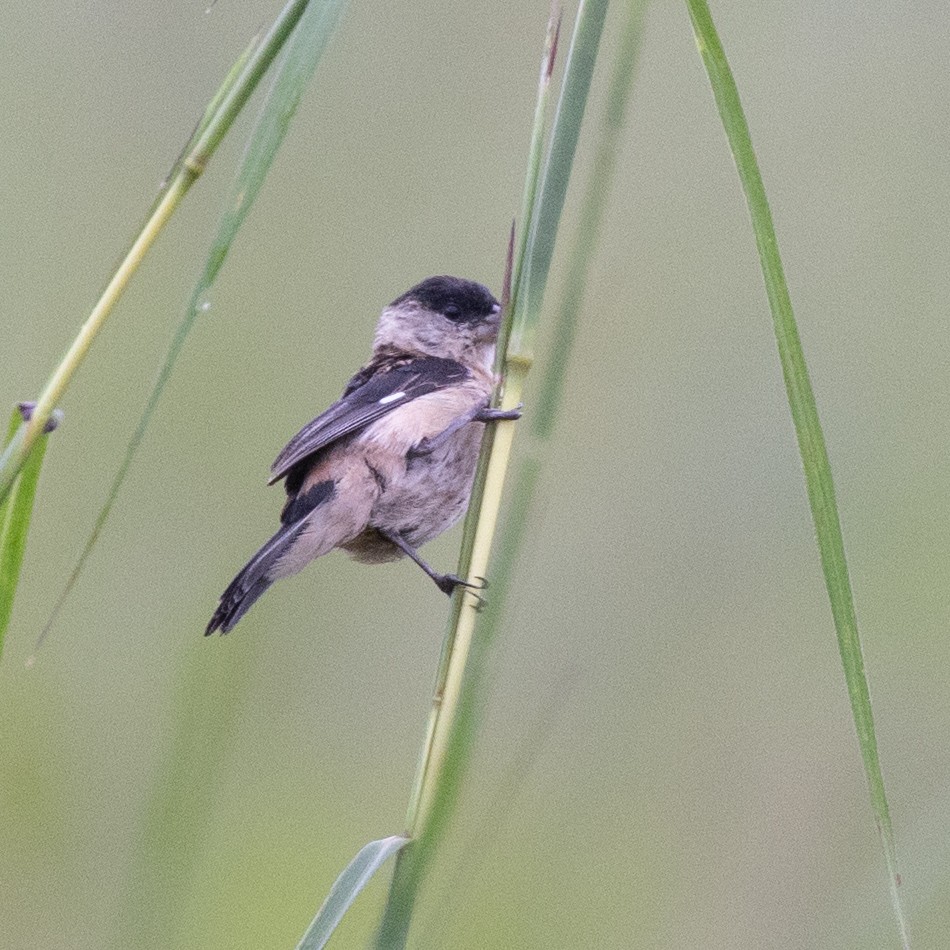 Pearly-bellied Seedeater - ML633758070