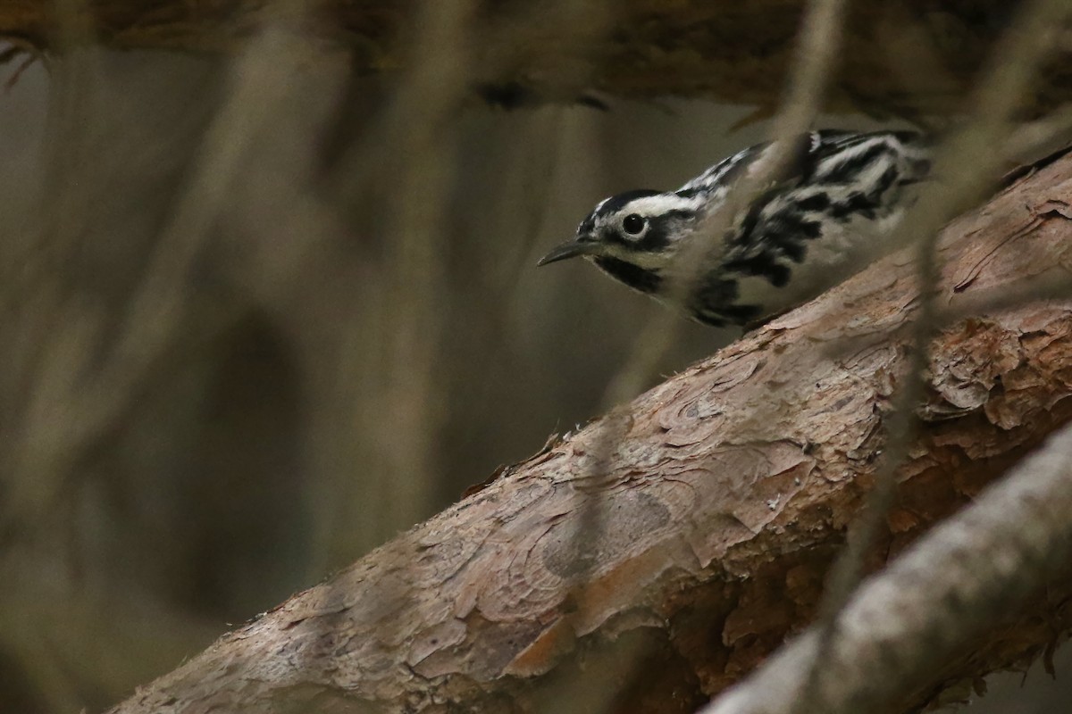 Black-and-white Warbler - ML633758162