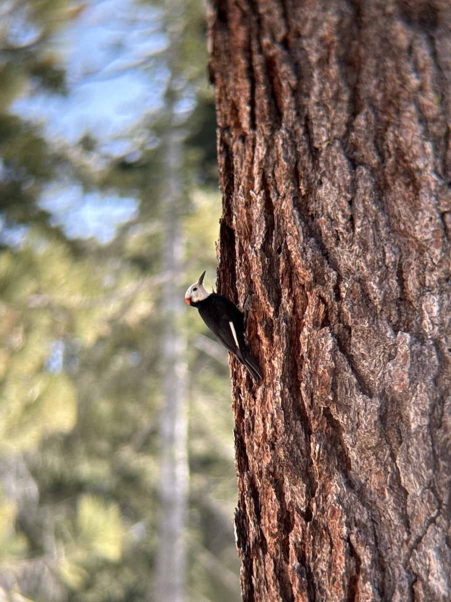 White-headed Woodpecker - ML633758291