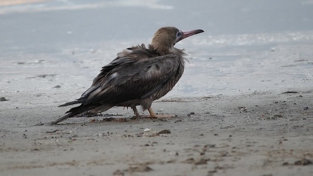 Red-footed Booby - ML633758380