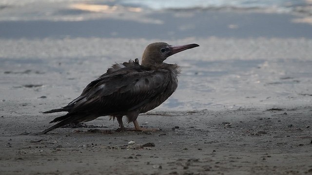 Red-footed Booby - ML633758392