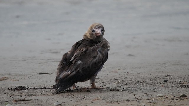 Red-footed Booby - ML633758395