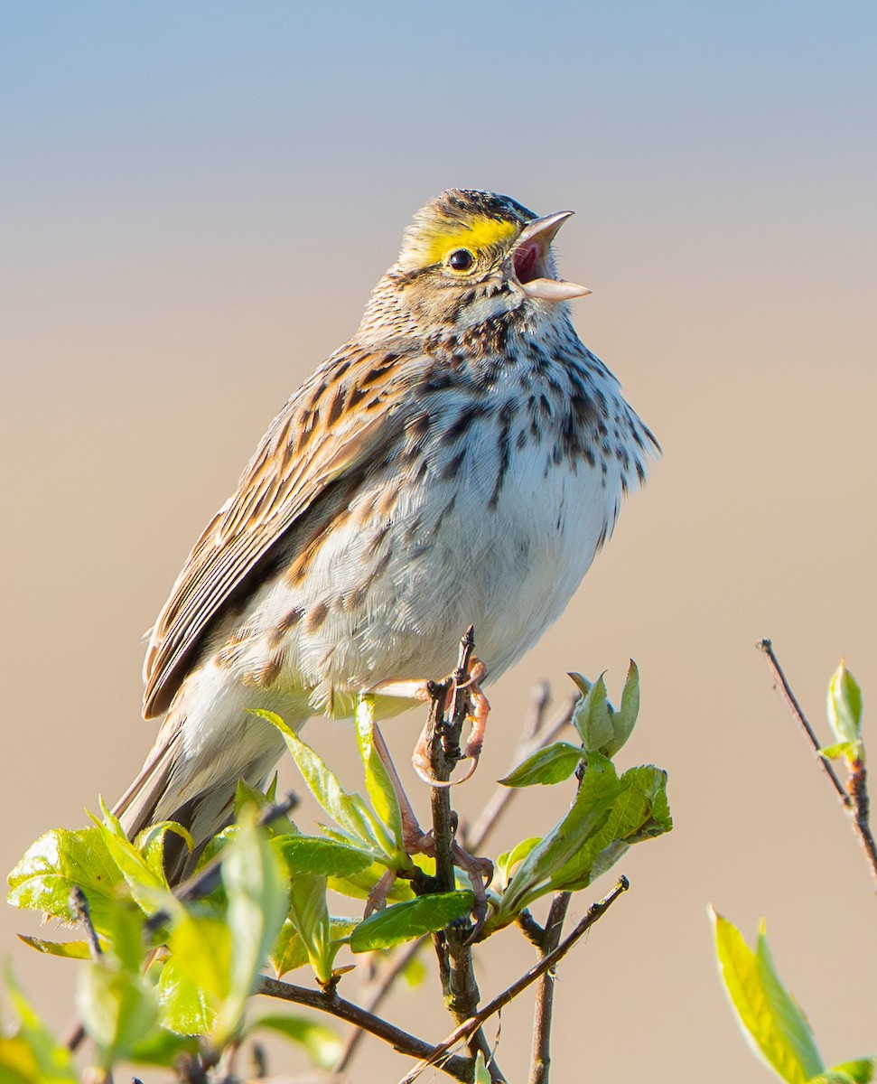Savannah Sparrow - ML633758410