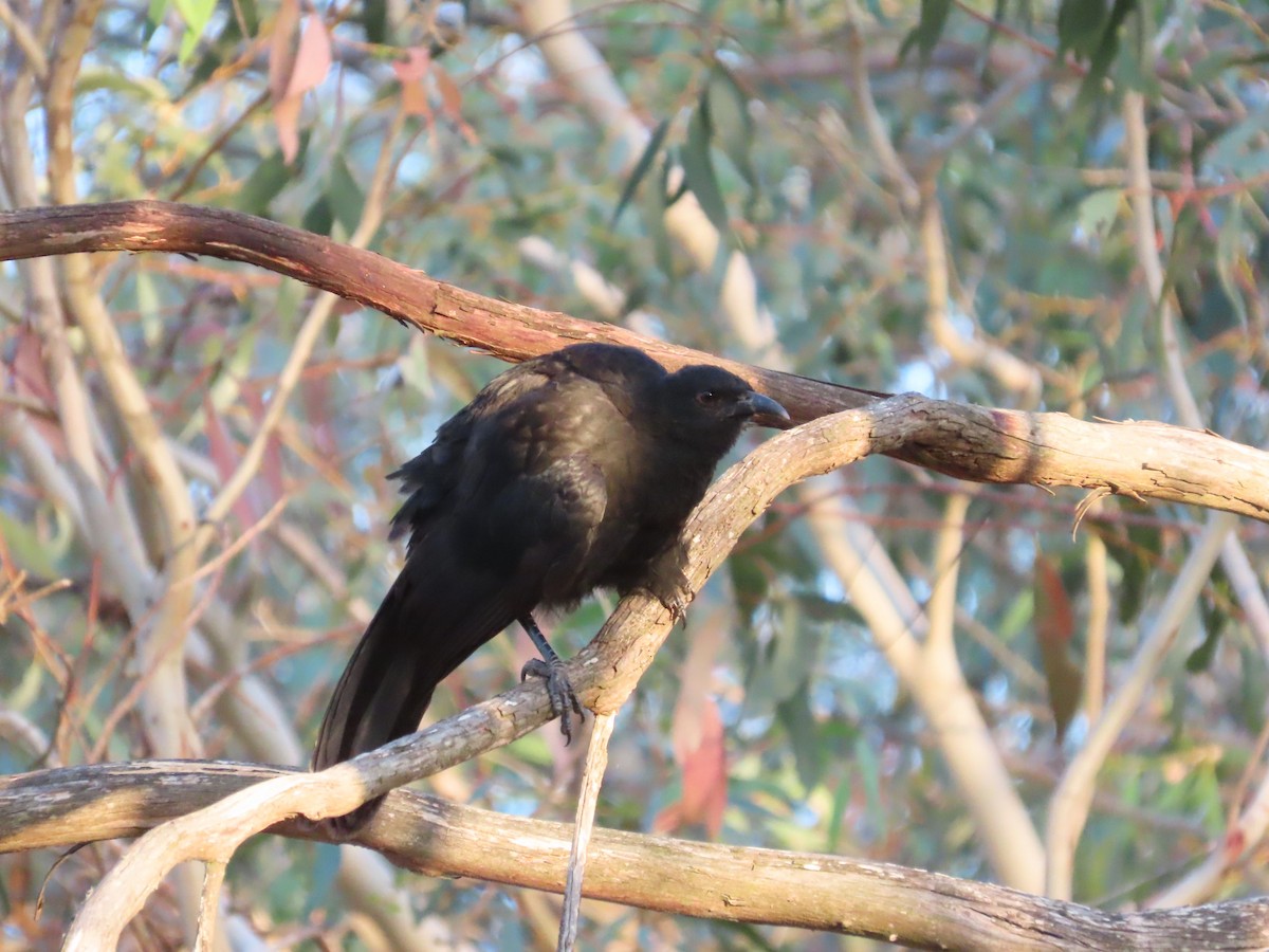 White-winged Chough - ML633758749