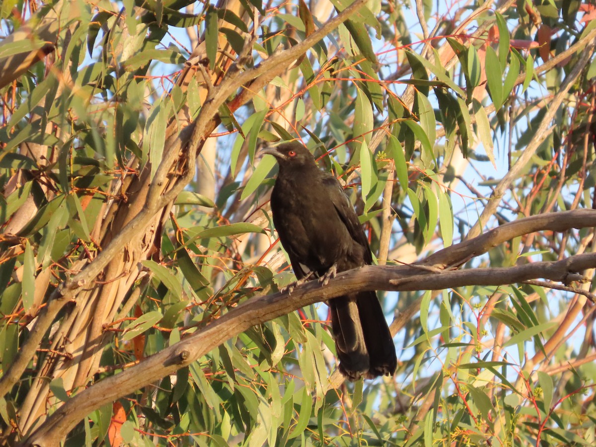 White-winged Chough - ML633758750