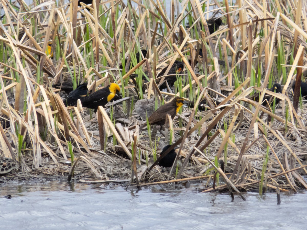Yellow-headed Blackbird - ML633758853