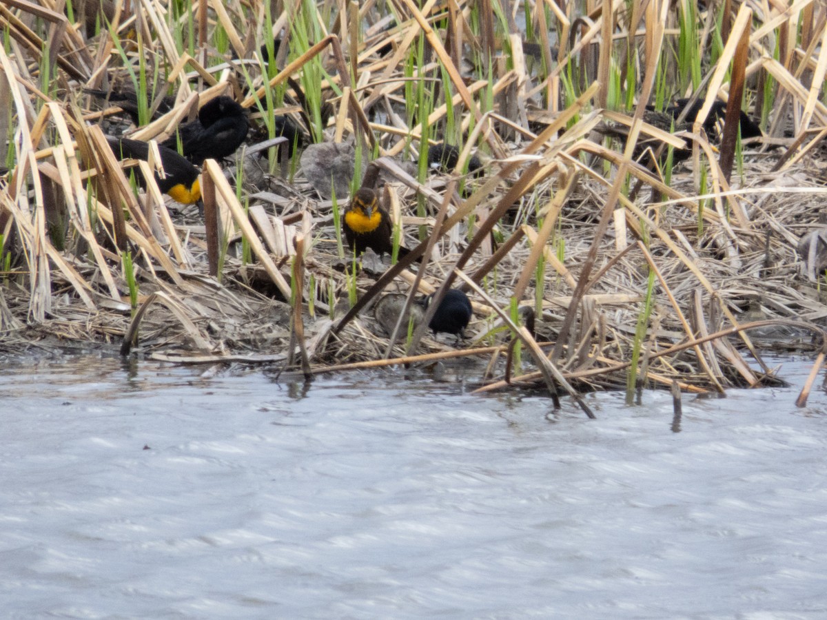 Yellow-headed Blackbird - ML633758854