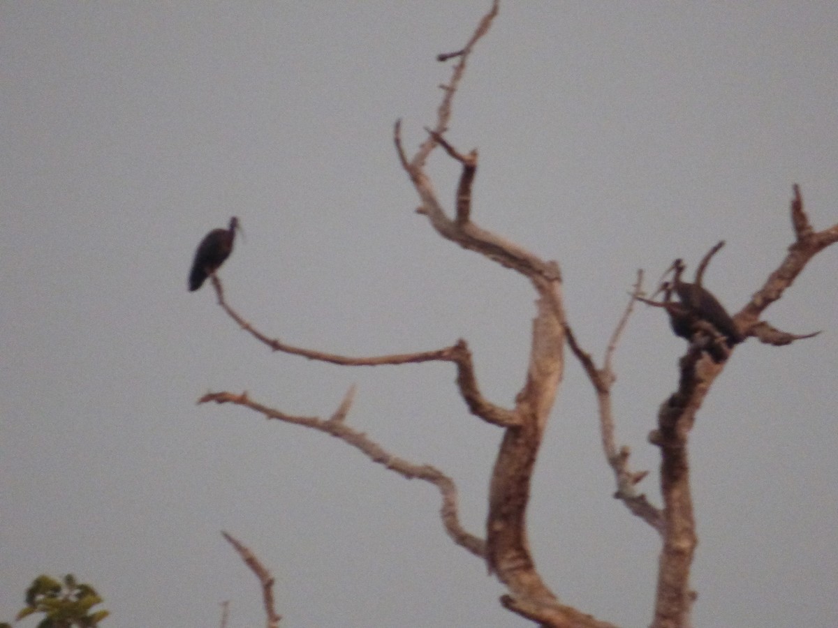White-shouldered Ibis - ML633758948