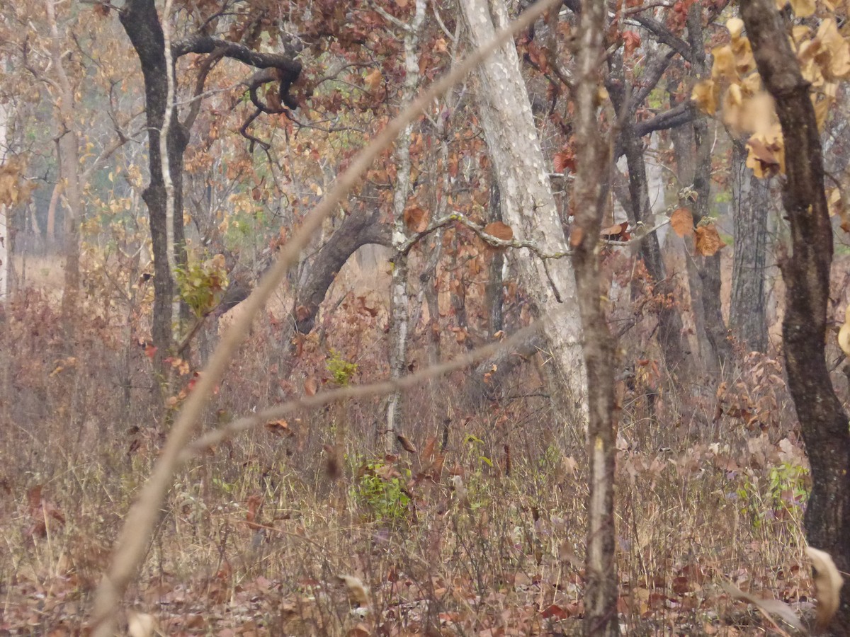 Black-headed Woodpecker - ML633758960