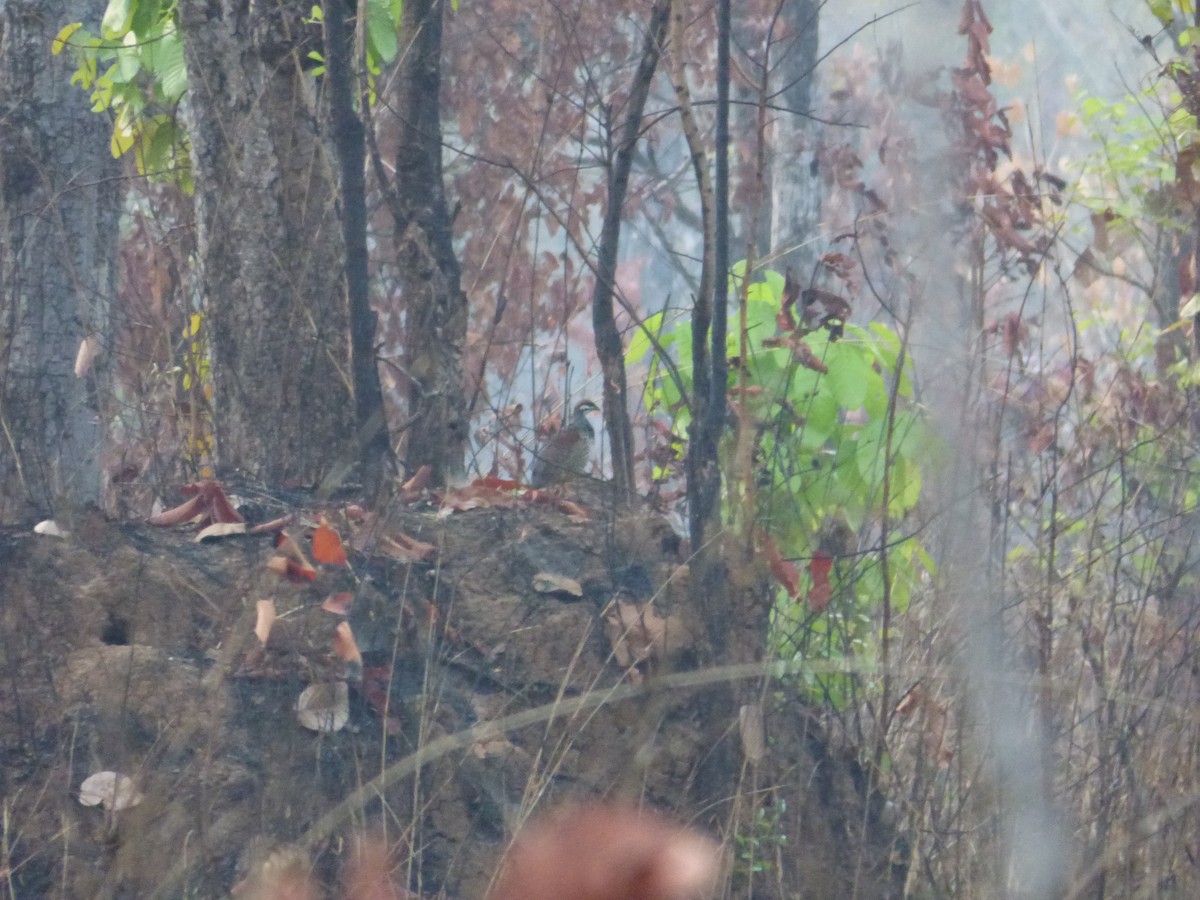Chinese Francolin - ML633758978