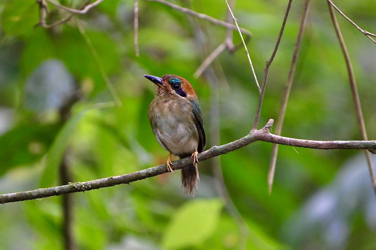 Tody Motmot - ML633759167