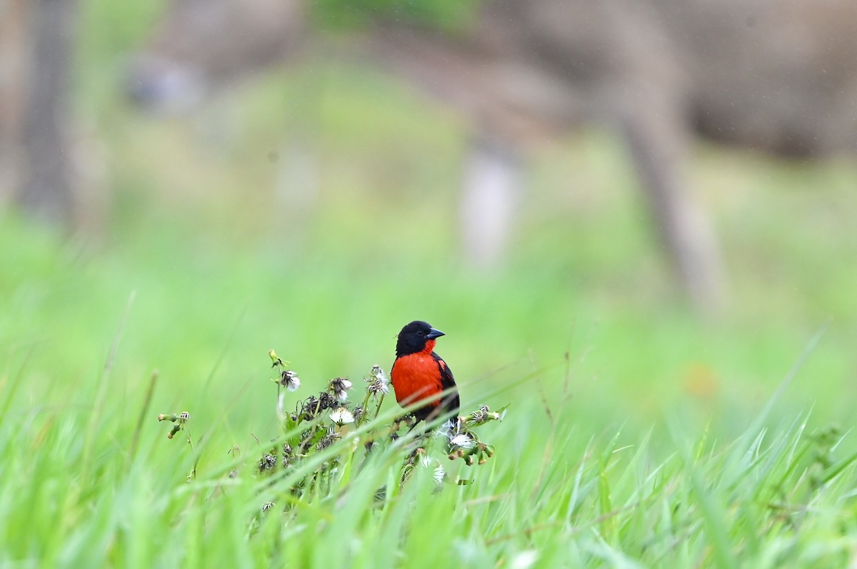 Red-breasted Meadowlark - ML633759192