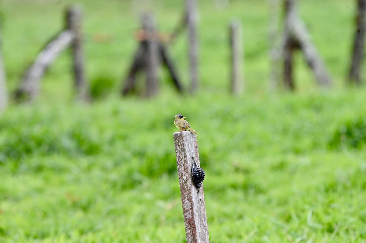 Gray-crowned Yellowthroat - ML633759248