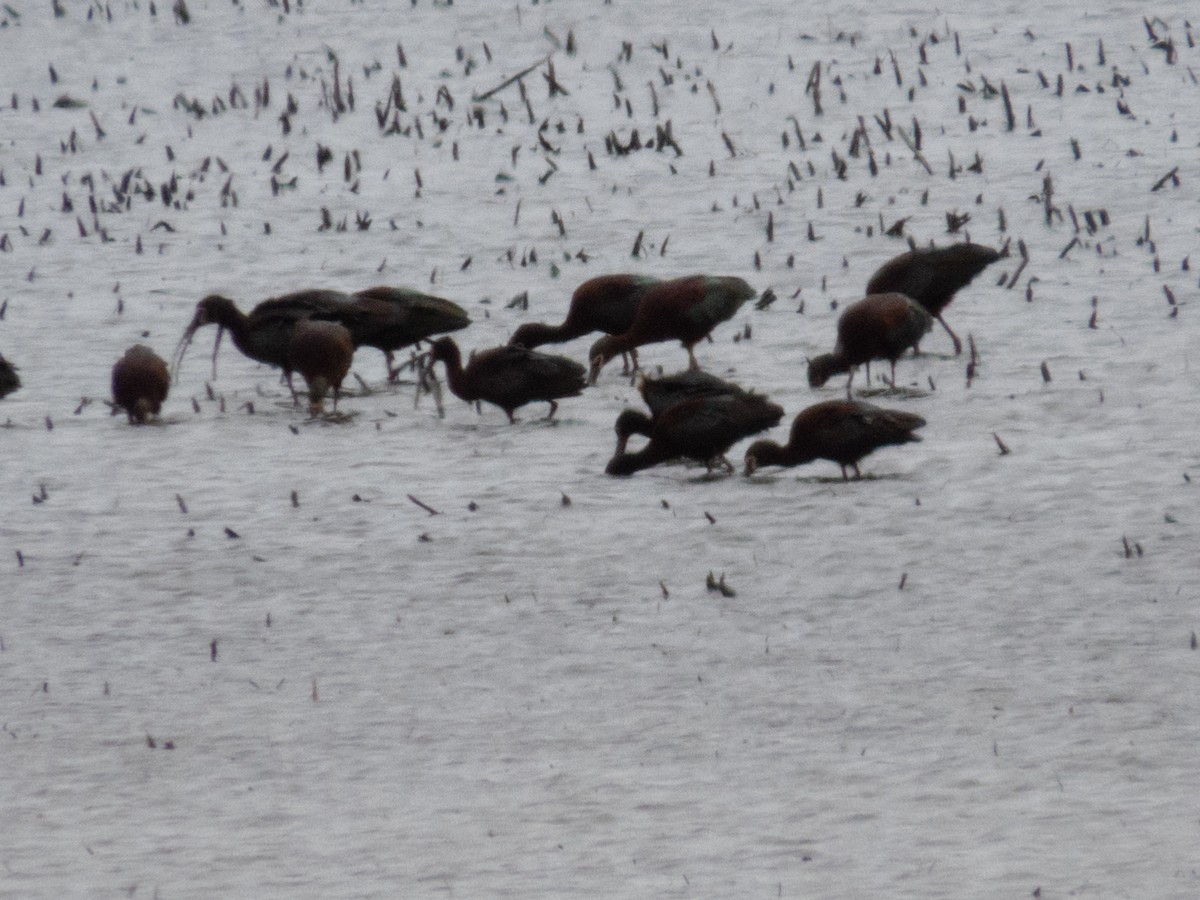 White-faced Ibis - ML633759266