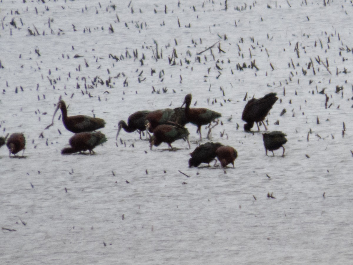 White-faced Ibis - ML633759267