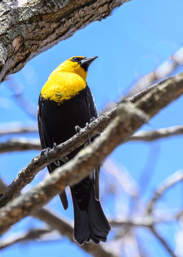 Yellow-headed Blackbird - ML633759462