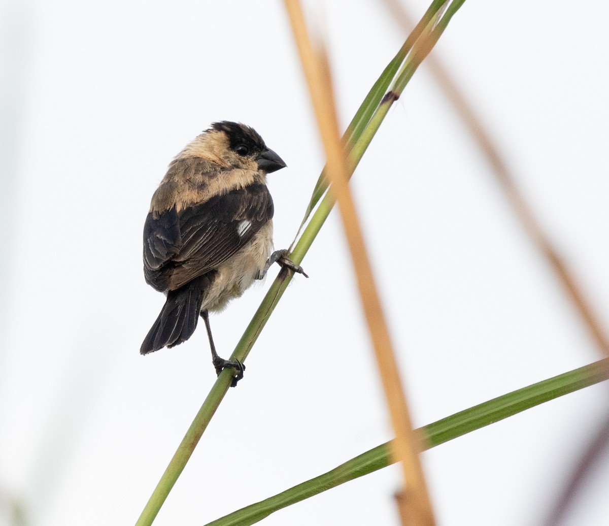 Pearly-bellied Seedeater - ML633759565