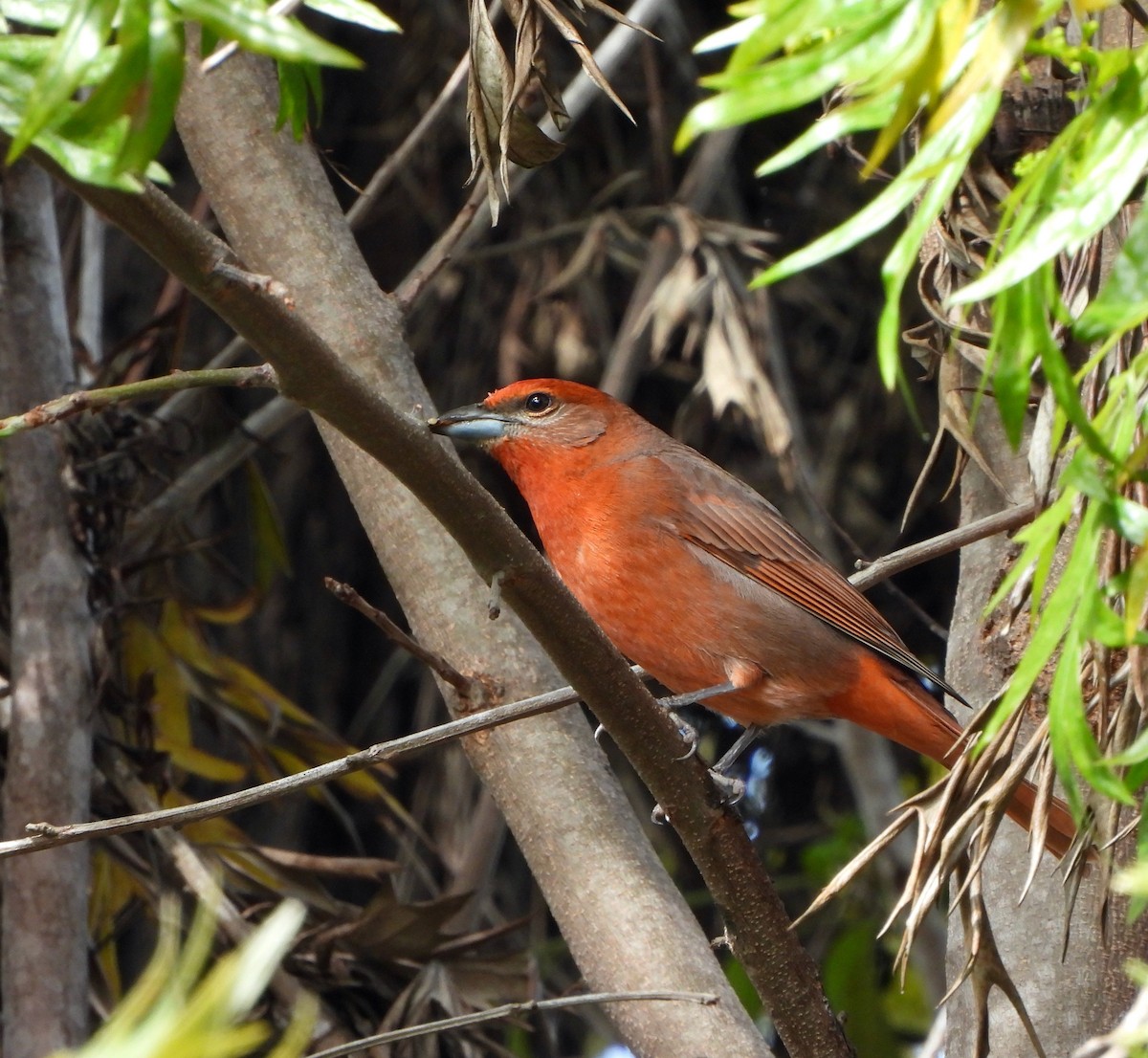 Piranga orangé - ML633759678