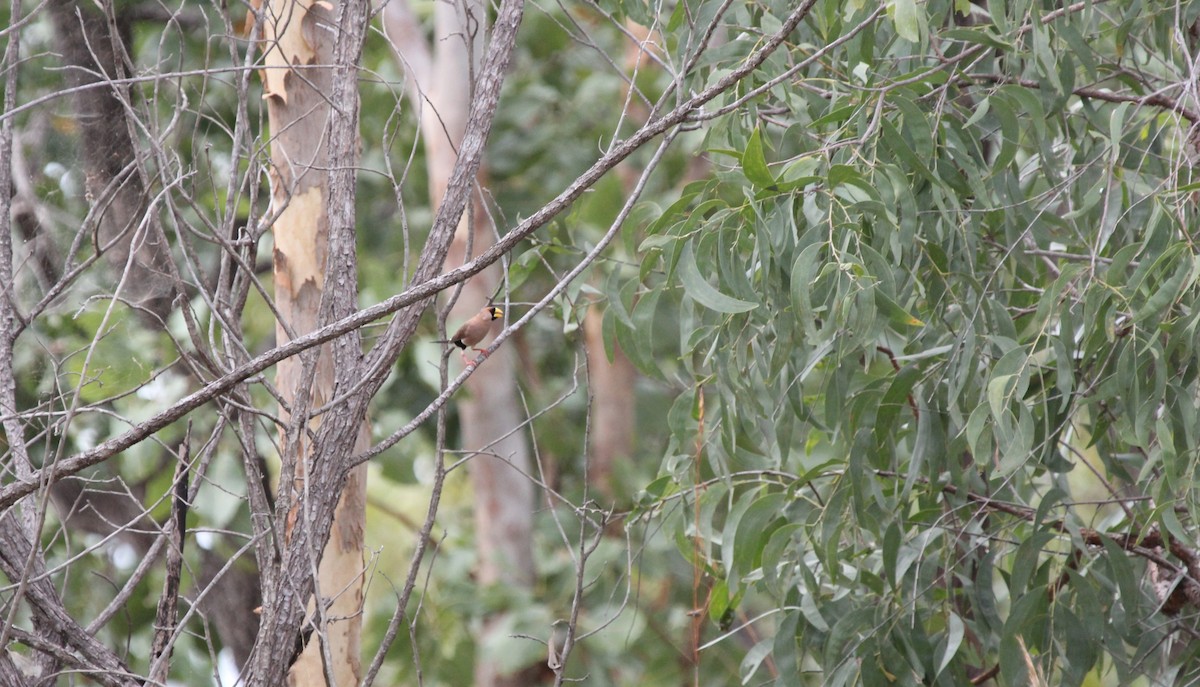Masked Finch - ML633760086