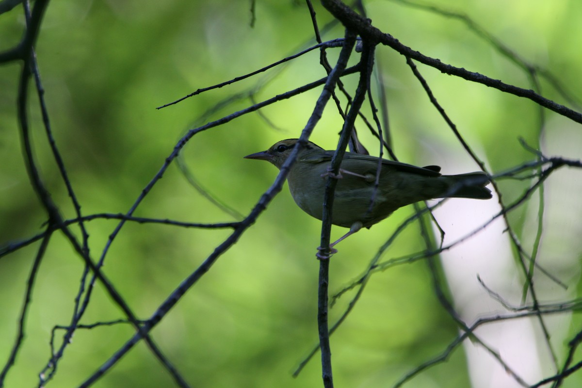 Worm-eating Warbler - ML633760163