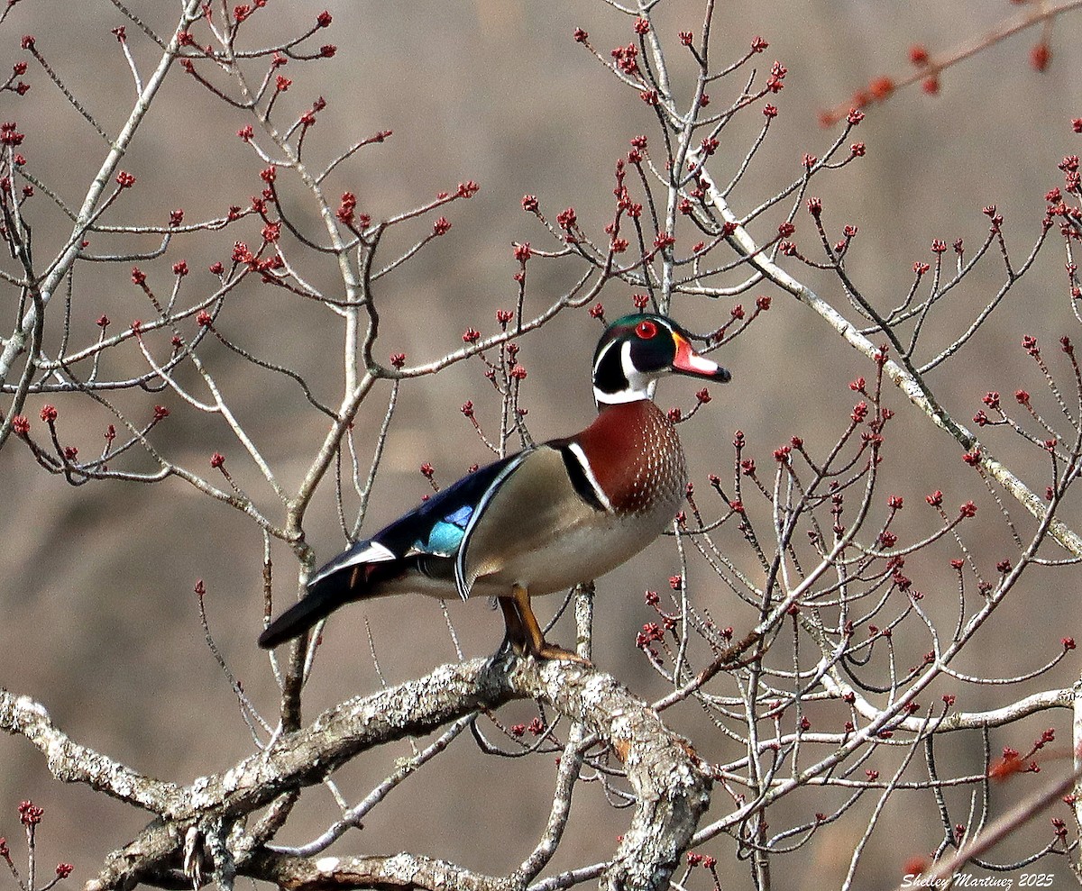 Wood Duck - ML633760392