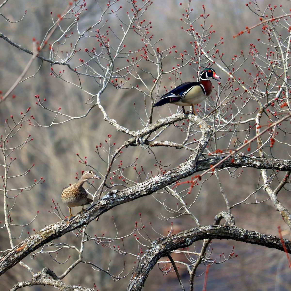 Wood Duck - ML633760394