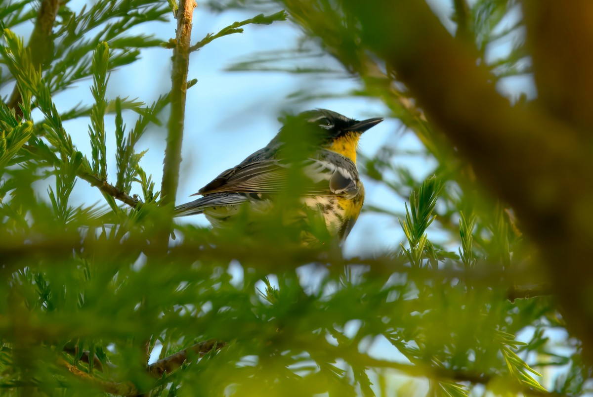 Yellow-rumped Warbler (Audubon's) - ML633760510