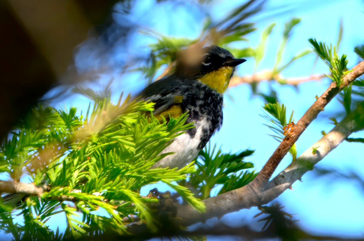 Yellow-rumped Warbler (Audubon's) - ML633760511