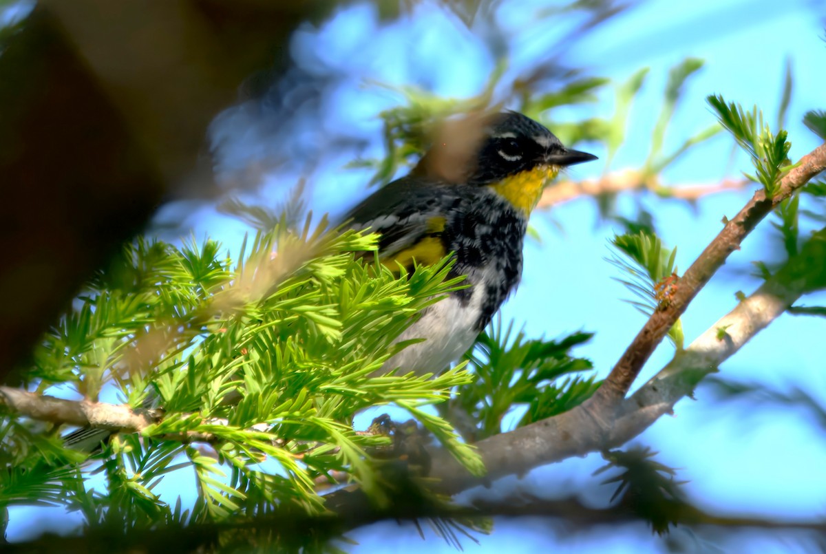 Yellow-rumped Warbler (Audubon's) - ML633760512