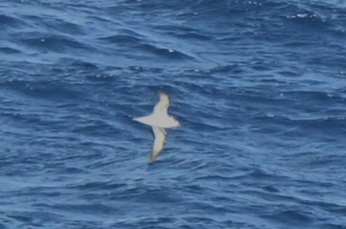 Black-capped Petrel - ML633760648