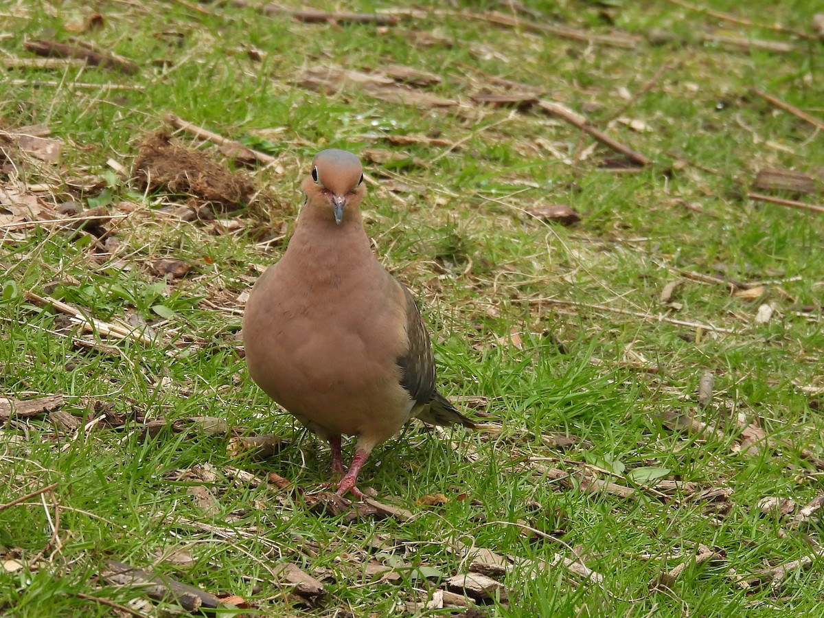 sørgedue - ML633760712