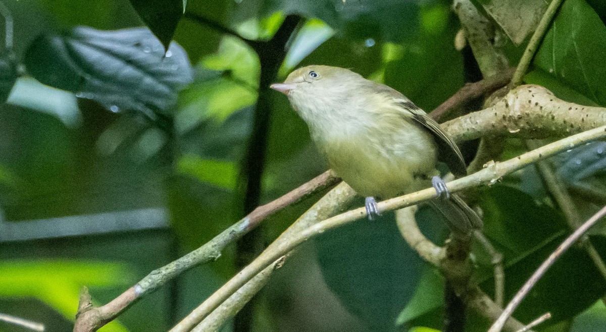Jamaican Vireo - ML633760732