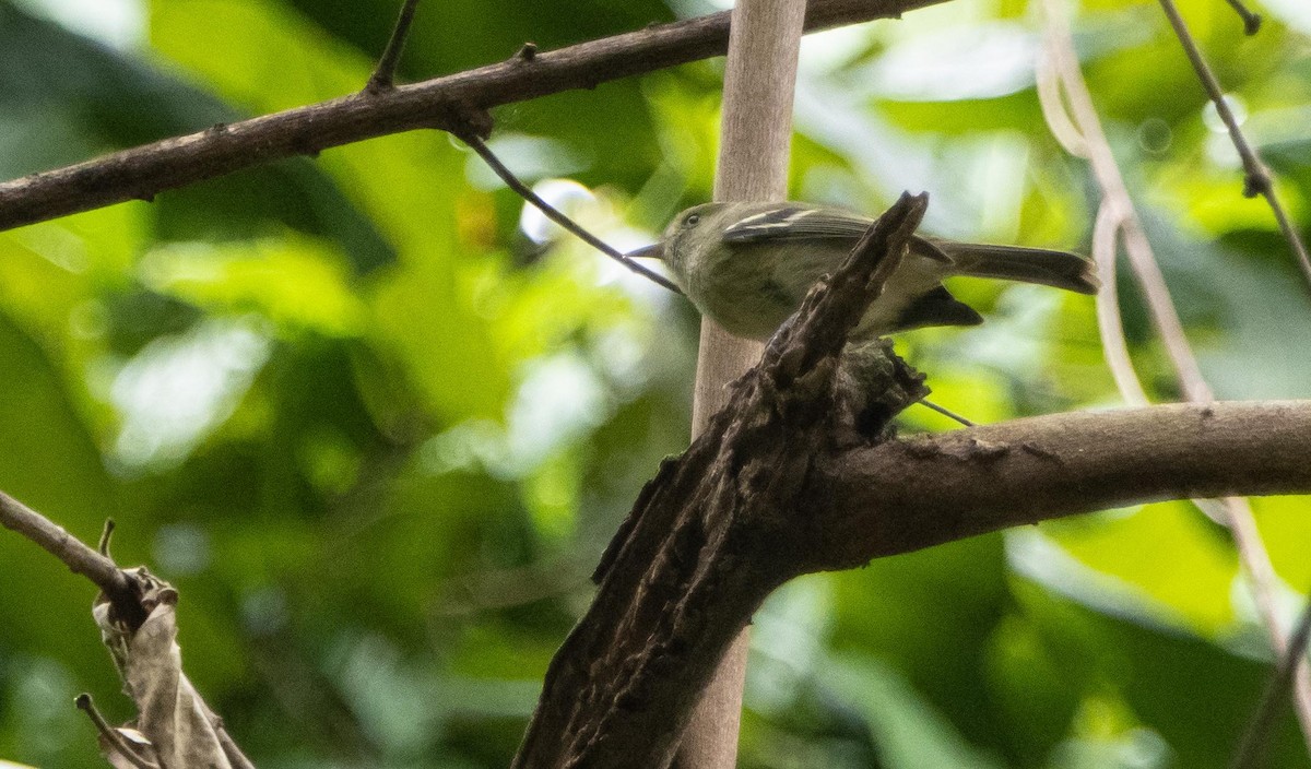 Jamaican Vireo - ML633760733