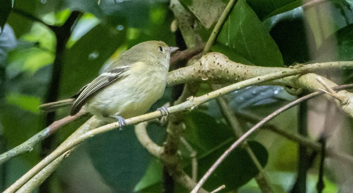 Jamaican Vireo - ML633760735
