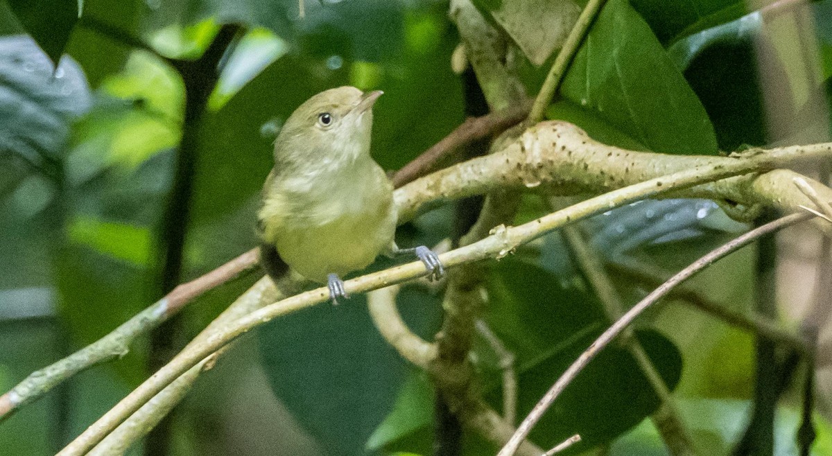 Jamaican Vireo - ML633760736
