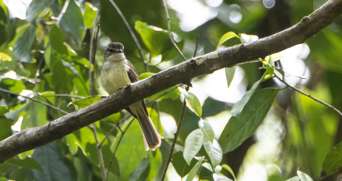 Jamaican Elaenia - ML633760837