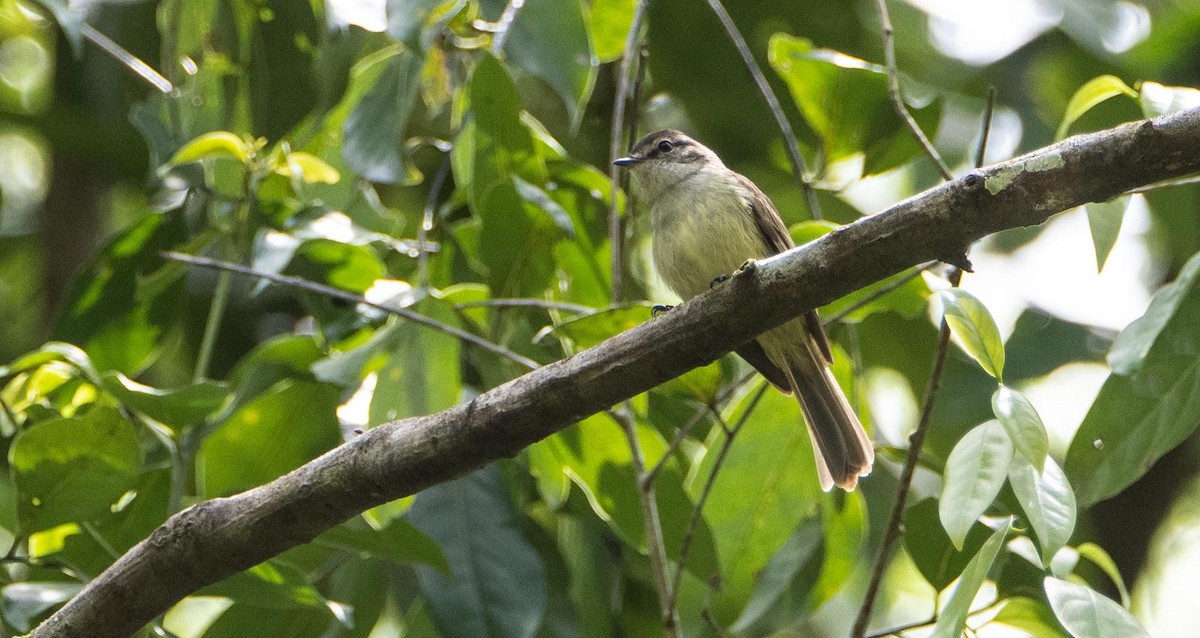 Jamaican Elaenia - ML633760838
