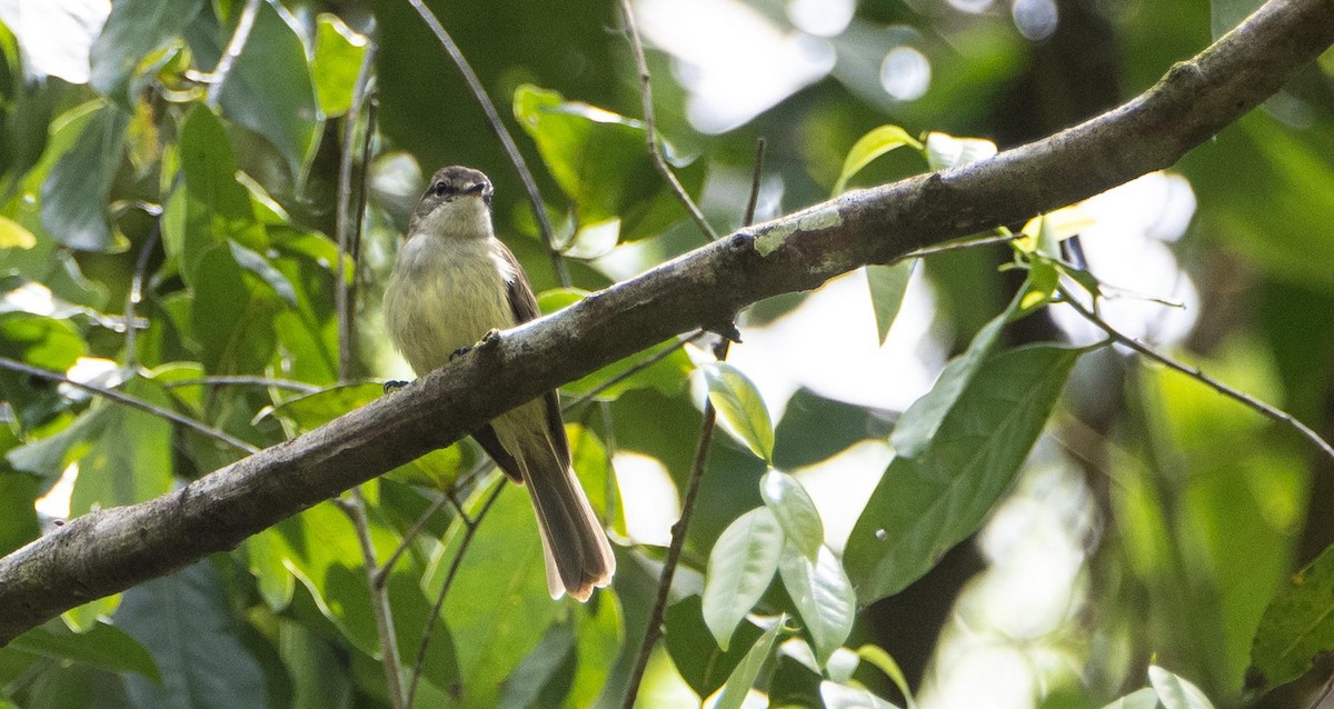 Jamaican Elaenia - ML633760839